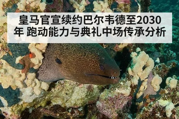 皇马官宣续约巴尔韦德至2030年 跑动能力与典礼中场传承分析